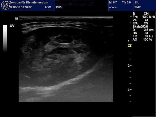 Ultraschallbild des Tumors am Hals von Pinsel